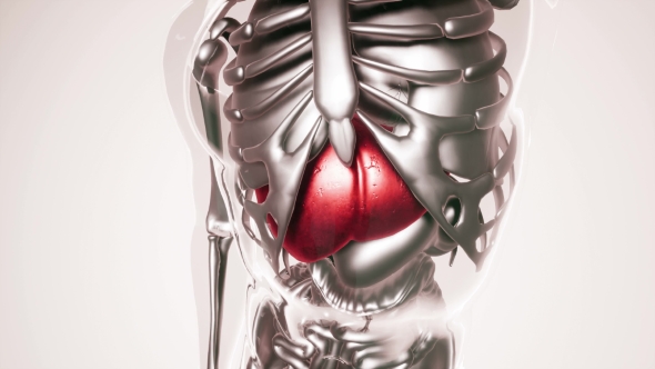 Human Liver Model with All Organs and Bones alt
