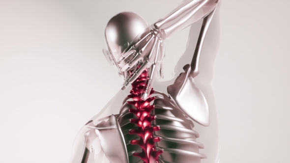 Human Spine Skeleton Bones Model with Organs alt