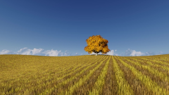 One Autumn Tree on Yellow Field alt