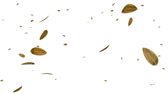 Dry Leaf Falling alt