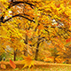 Falling Autumn Leaves - VideoHive Item for Sale