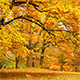 Falling Autumn Leaves - VideoHive Item for Sale