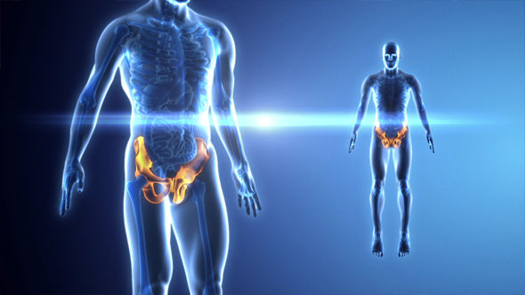 Pelvis Blue X-Ray Bone Scan