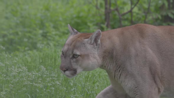 Beautiful Puma in Spring Forest