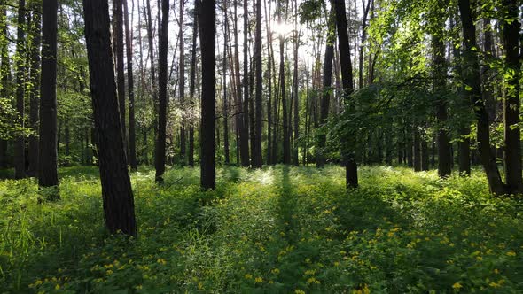 Summer Forest with Pine Trees Slow Motion