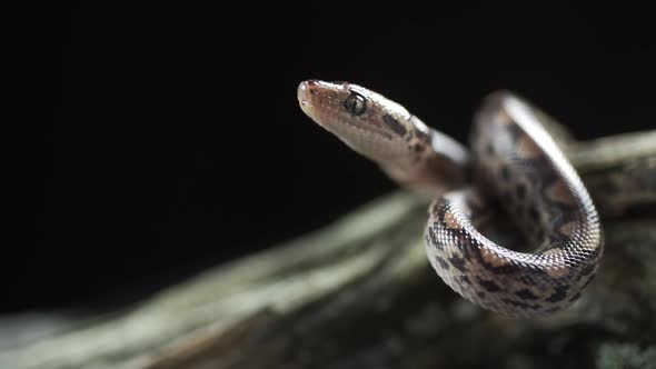 Poisonous Snake Malayan Pit Viper