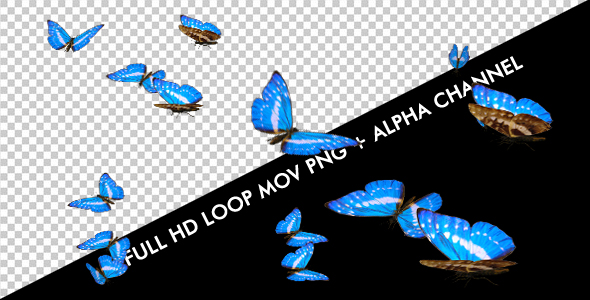 Butterflies - Blue Charaxes Swarm - Closeup Loop alt