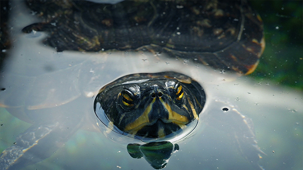 Terrapin Floating In The Water