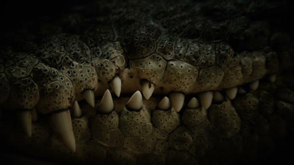 the Teeth of the Crocodile