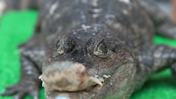 Man Stroking a Crocodile