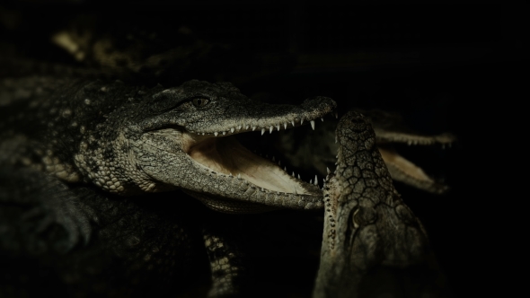 Crocodiles Resting After the Hunt