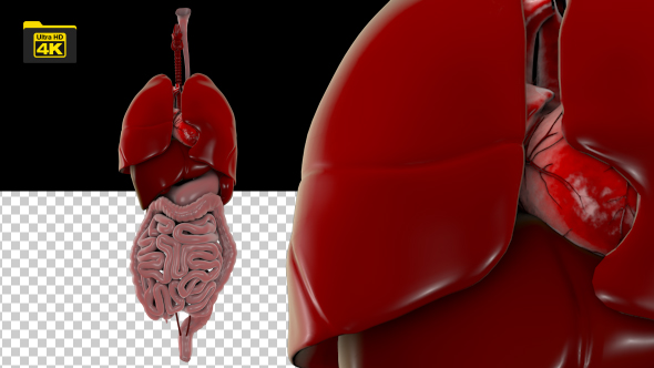 4K Human Organs alt