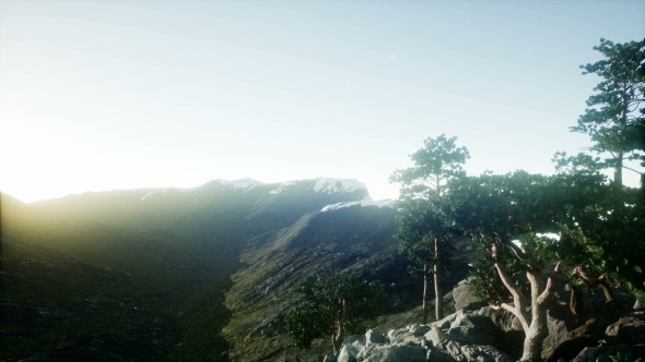 Sun Beams Through Trees alt