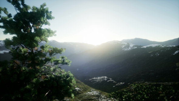 Sun Beams Through Trees alt