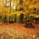Falling Autumn Leaves Pack - VideoHive Item for Sale