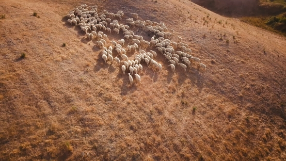 Livestock on Hill