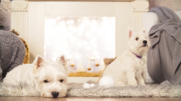 Two Adorable Dogs in Christmas Interior