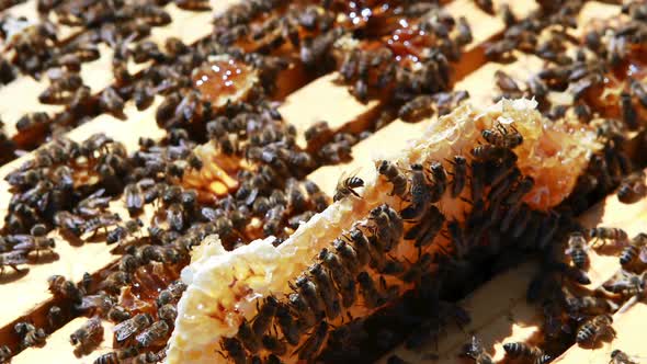 Close-up of honey bee frame covered with bees