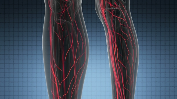 Human Body with Glow Blood Vessels alt