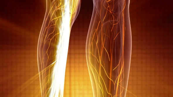 Human Body with Glow Blood Vessels alt