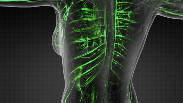 Human Body with Glow Blood Vessels alt