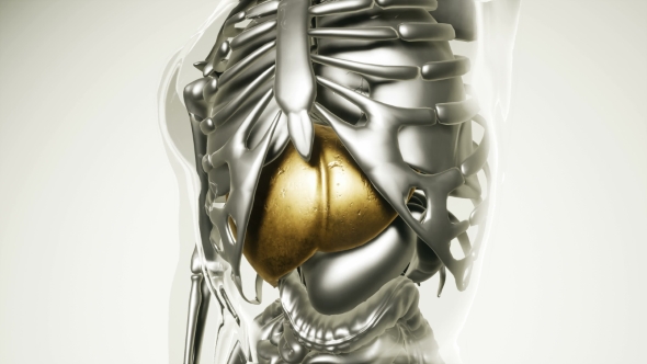 Human Stomach Model with All Organs and Bones