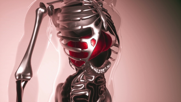 Human Liver Model with All Organs and Bones alt