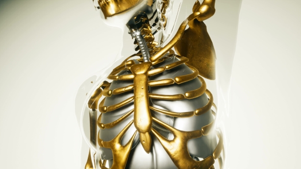 Human Skeleton Bones Model with Organs alt