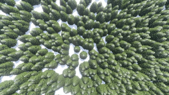 Aerial: Foggy Winter Forest