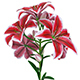 Lily tiger pink - 3DOcean Item for Sale