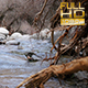 River Flow and the Old Root - VideoHive Item for Sale