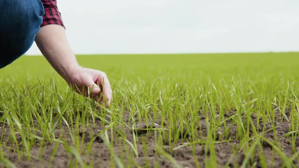 Man Farmer Working in the Field Inspects the Crop Wheat Germ Natural a Farming