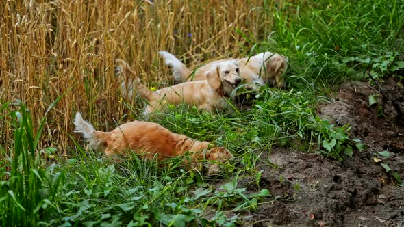 Dogs on green grass. Happy dogs on green grass in the countryside