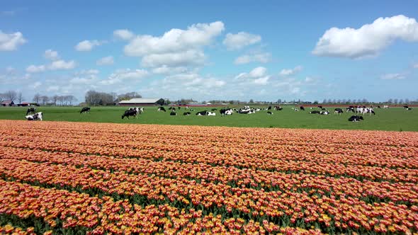 Orange tulip field with black and white cows with nice clouds, aerial