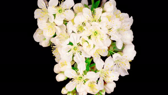 White Flowers Blossoms on the Branches Cherry Tree