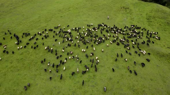 Flock Of Sheep