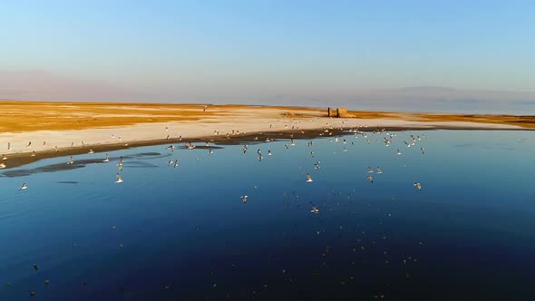 Migratory birds slowmotion.