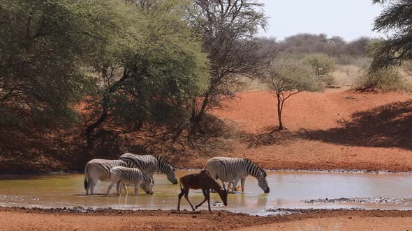 Plains Zebras And A Tsessebe Antelope At A Waterhole