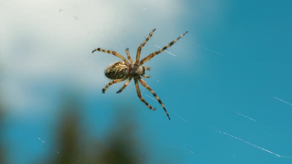 Big Beautiful Spider Climbs Web