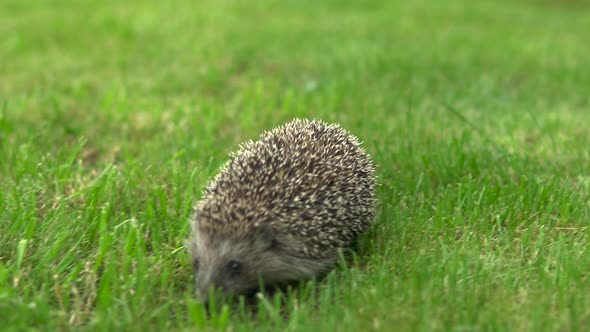 Wild Hedgehog Runs on Green Grass