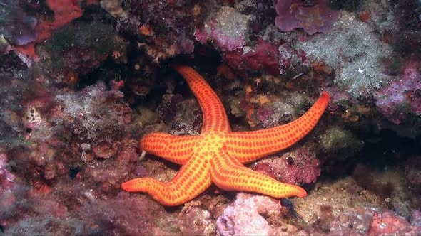 Big orange Star fish lying on coral reef in the Mediterranean Sea