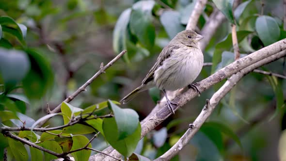 Female Saffron Finch perched on wooden branch in tree during windy day,close up