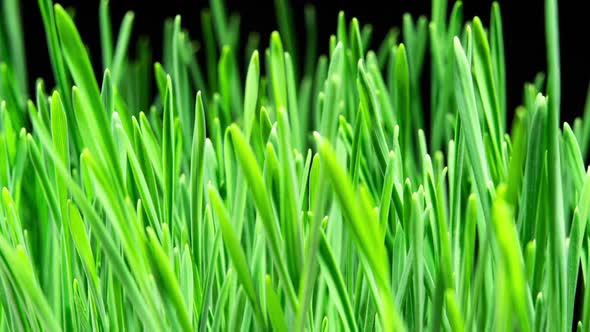 Wheat Sprouts Grow Fast in Time Lapse on a Black Background. Microgreens Seedling Leaves Growing