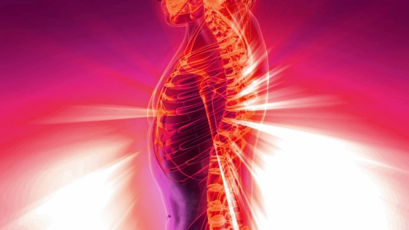 Human Body with Visible Skeletal Bones alt