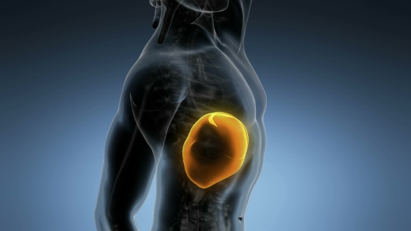 Anatomy Scan of Human Liver alt