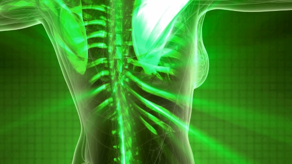 Human Body with Visible Skeletal Bones alt