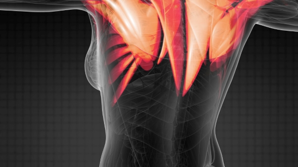 Human Muscle Anatomy alt
