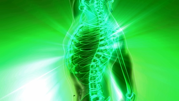 Human Body with Visible Skeletal Bones alt