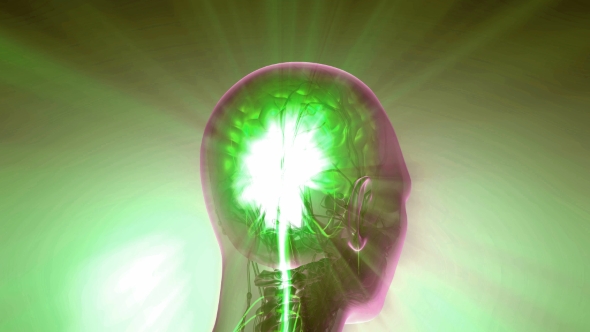 Anatomy of Human Brain alt