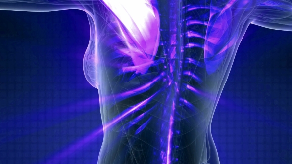 Human Body with Visible Skeletal Bones alt